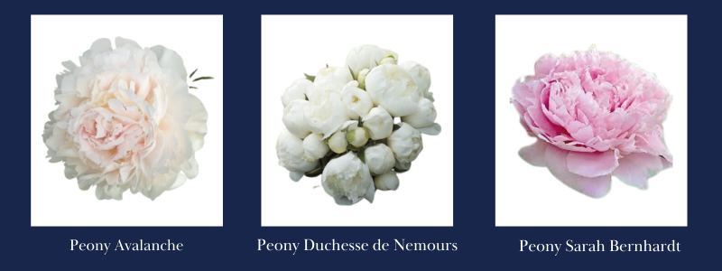 Alaska Peony-Dec-30-2025-04-31-36-1089-PM