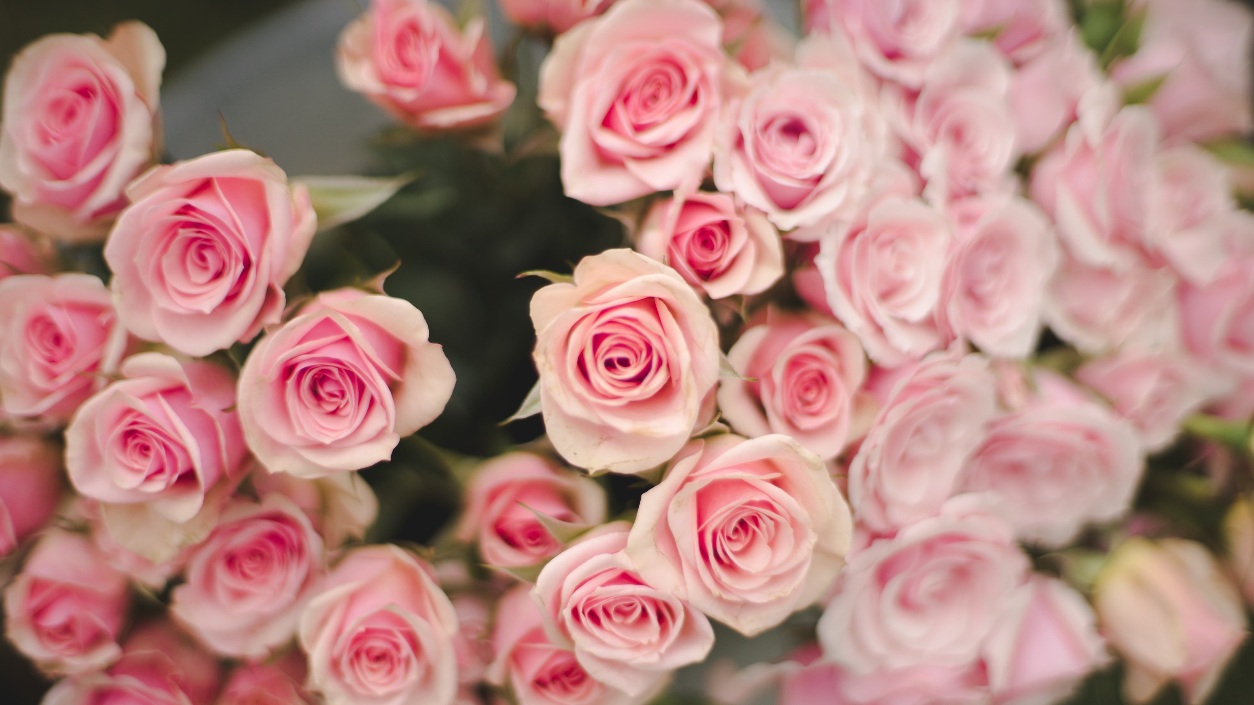 Pink Roses FlowerFarm