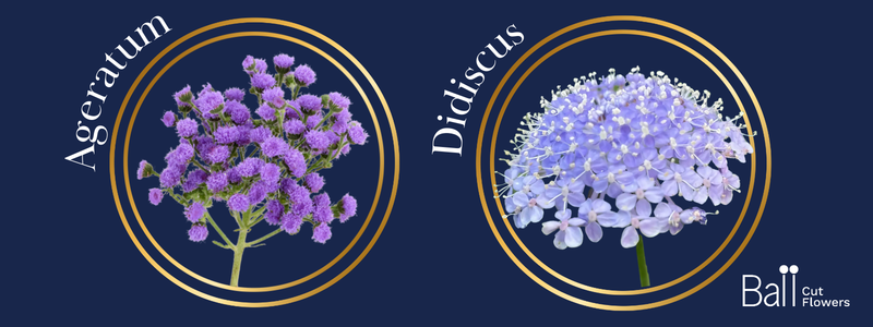 Thin Blog Images-Feb-12-2026-09-40-12-7833-PM