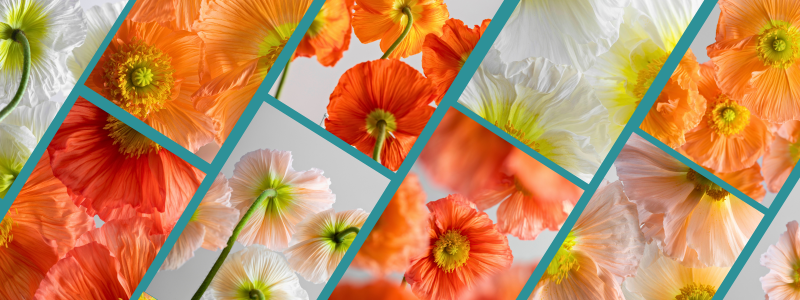 Thin Blog Images-Nov-12-2025-05-05-44-4742-PM