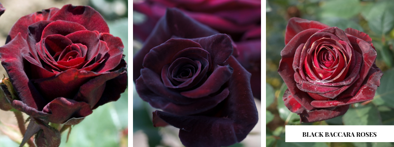 Black Baccara Roses