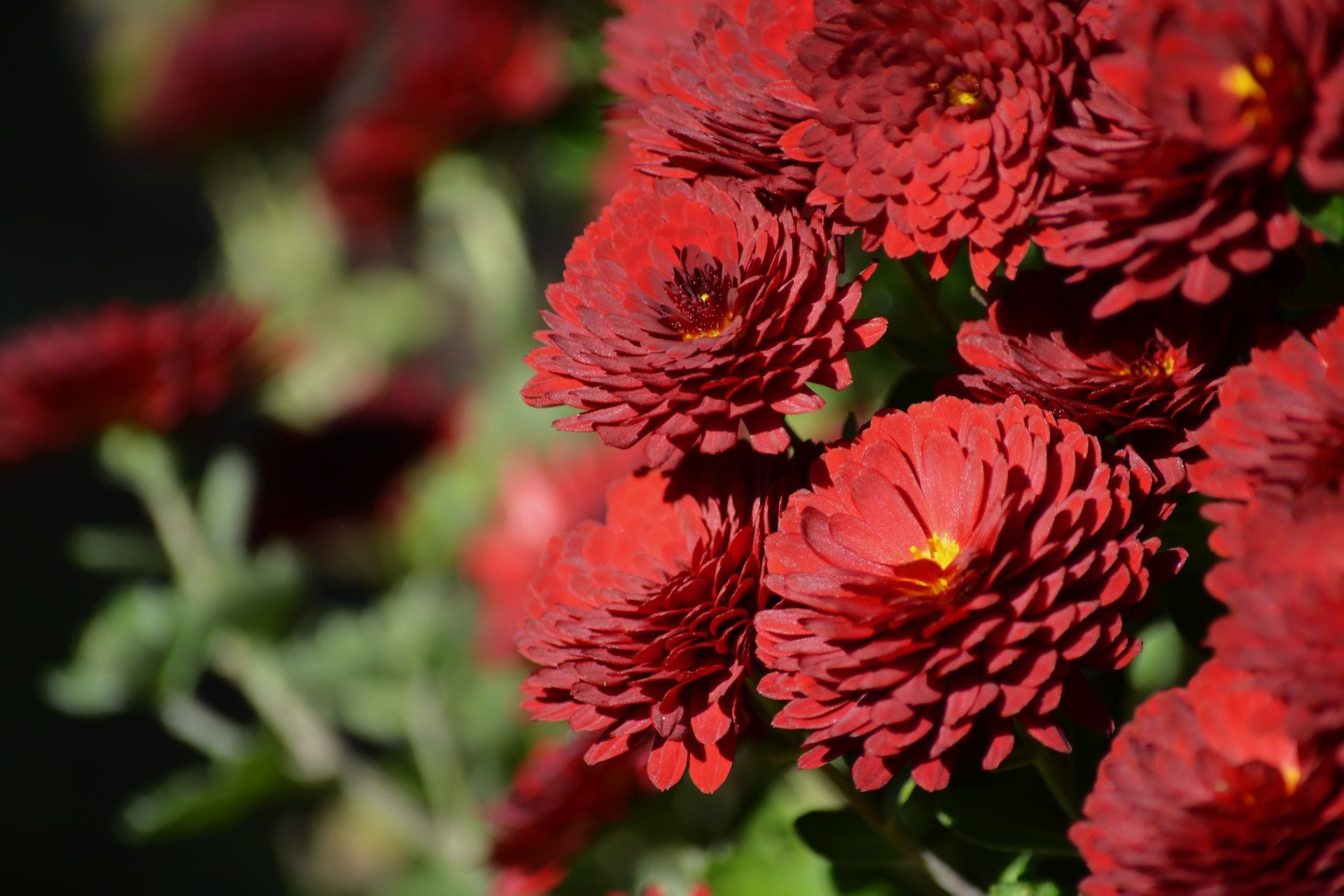 chrysanthemum-4583877_1920