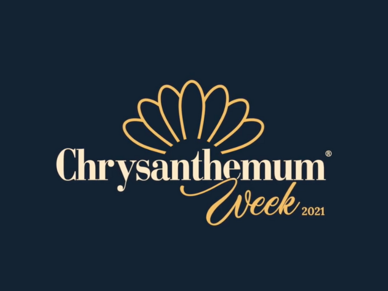 chyrsanthemum