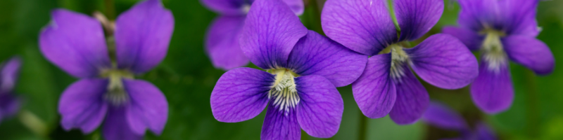 common-blue-violet
