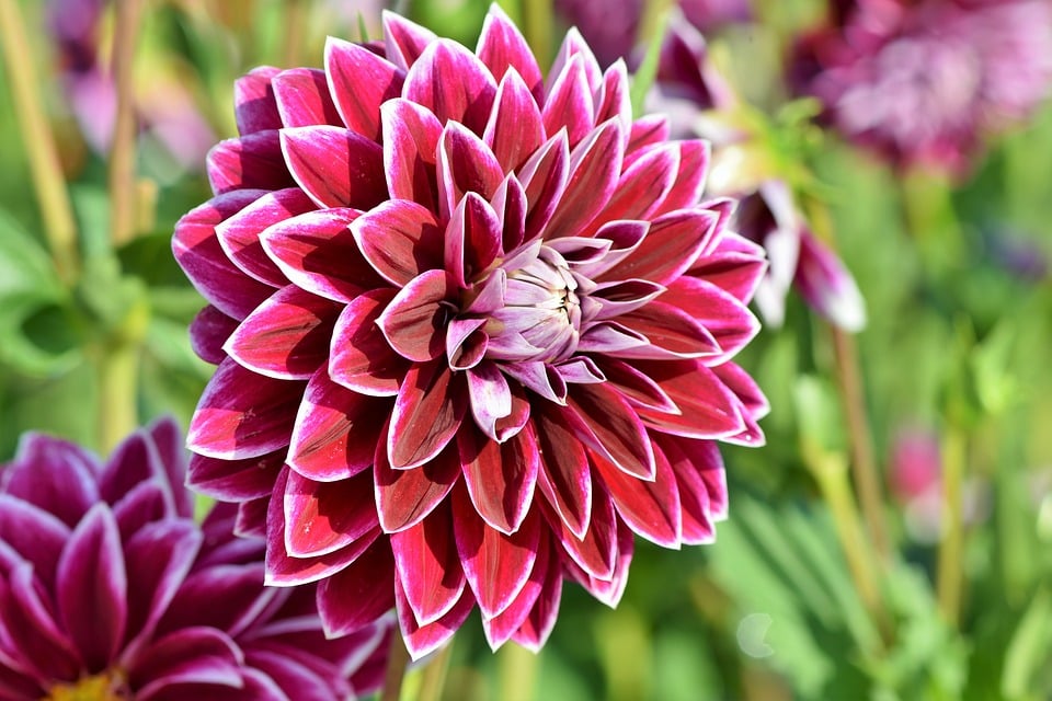 dahlia-3598551_960_720