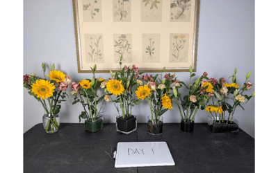 The Floral Foundations Experiment by Renee Tucci AIFD PFCI