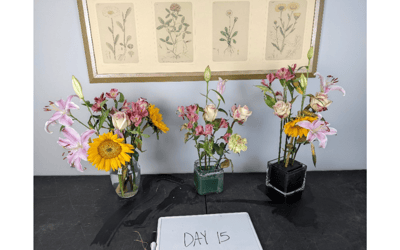 The Floral Foundations Experiment by Renee Tucci AIFD PFCI