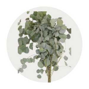 eucalyptus-silver-dollar