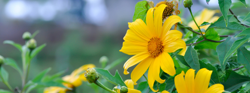 mexican-sunflower