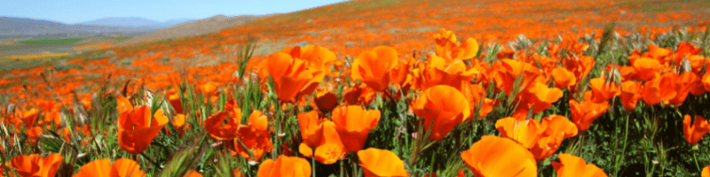 The 50 Official State Flowers of America