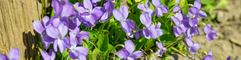 purple-lilac-1