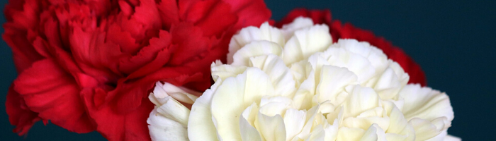 red-white-carnations-blog