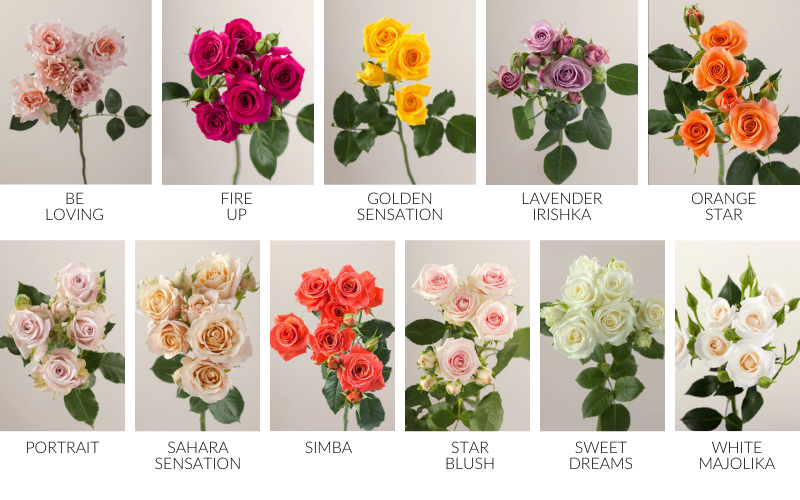 Introducing Rosaprima's New Spray Roses!