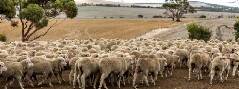 sheep-australia