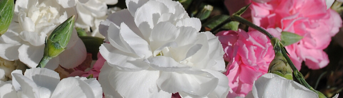 white-carnations-blog
