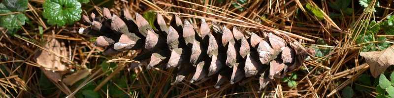 white-pine-cone