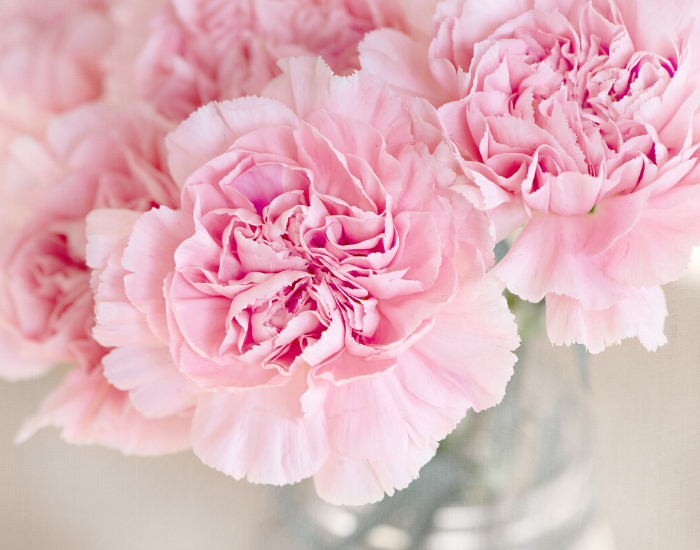 The History of Mother’s Day & Carnations