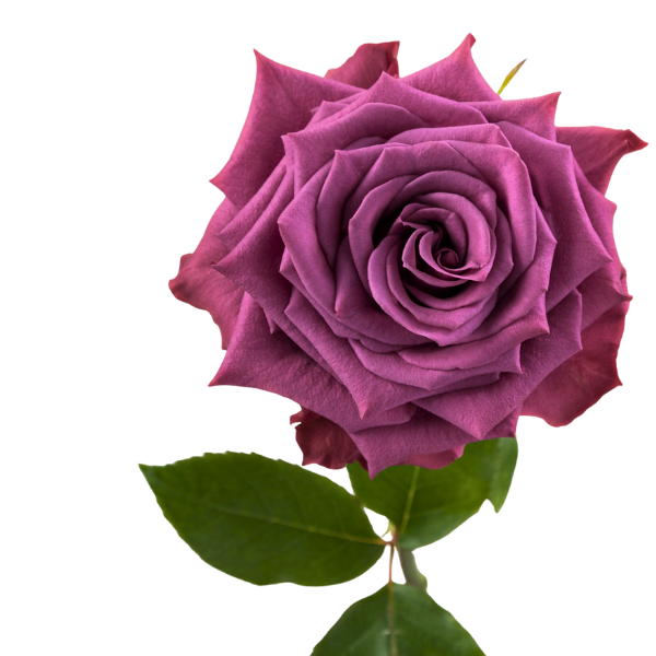 Blog Sign Up Flower-4