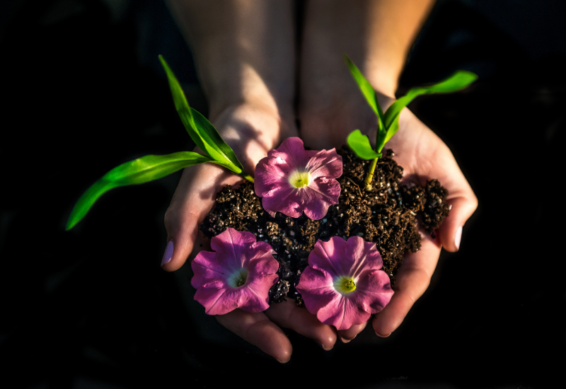 The Environmentally Friendly Florist